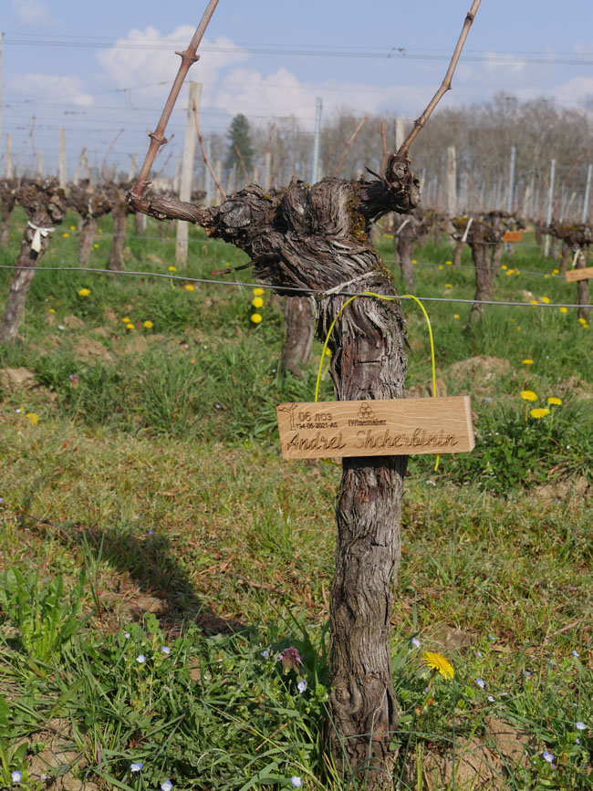 Виноградник на урожай